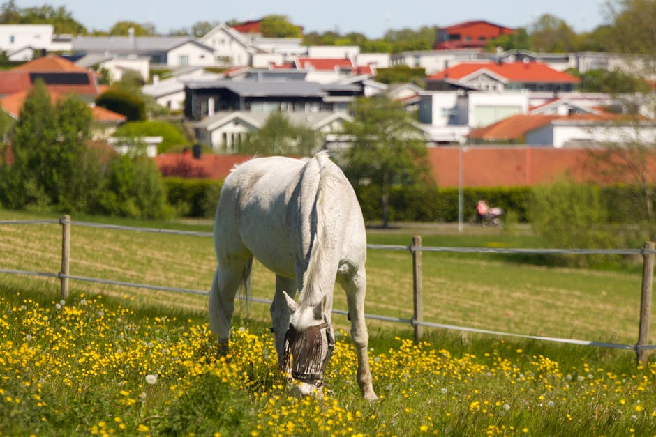 Open field in northern Sweden